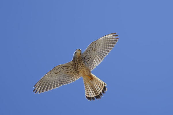 Turmfalke (Falco tinnunculus) / ch180613