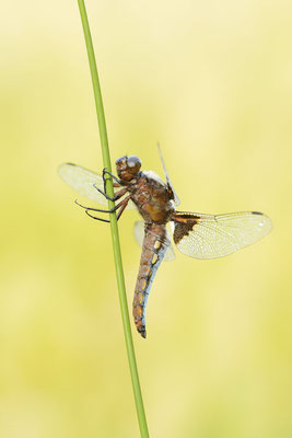 Plattbauch (Libellula depressa) / ch177806