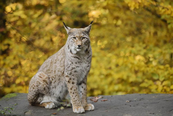 Eurasischer Luchs (Lynx lynx) / ch165125