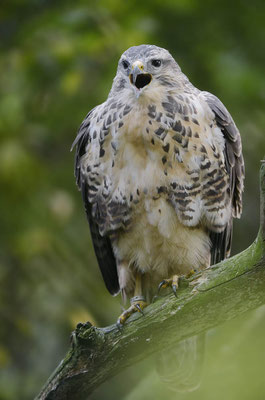 Mäusebussard (Buteo buteo) / ch152697