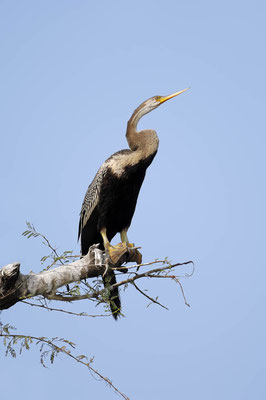 Indischer Schlangenhalsvogel (Anhinga melanogaster) / ch030169