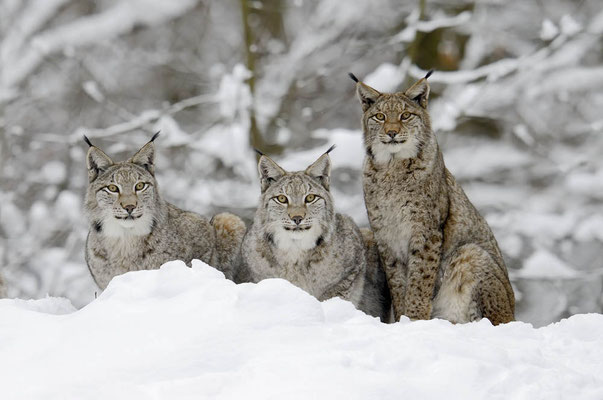 Eurasischer Luchs (Lynx lynx) / ch135789a