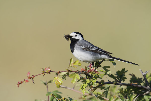 Bachstelze (Motacilla alba) / ch183495