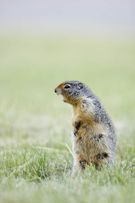 Columbia-Ziesel (Urocitellus columbianus, Spermophilus columbianus) / ch162064