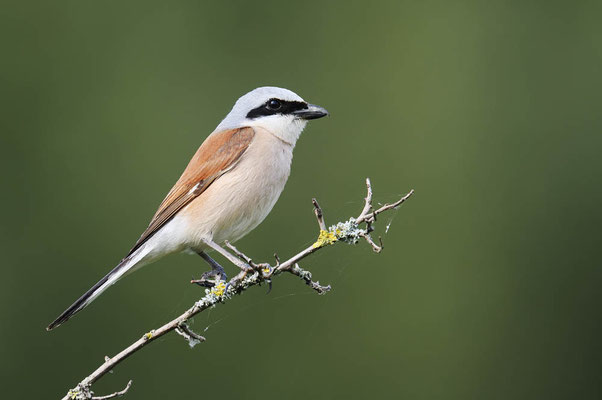 Neuntöter (Lanius collurio) / ch196299