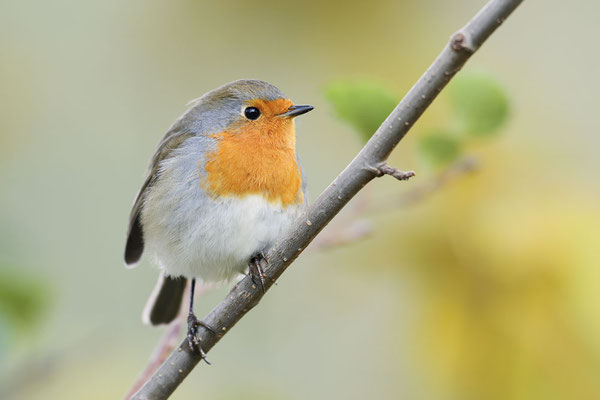 Rotkehlchen (Erithacus rubecula) / ch183875