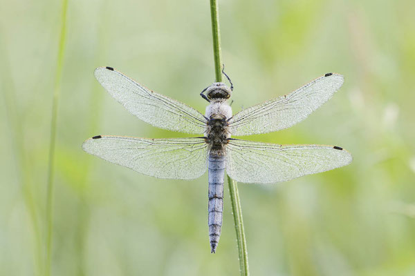 Großer Blaupfeil (Orthetrum cancellatum) / ch173945