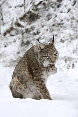 Eurasischer Luchs (Lynx lynx) / ch152859