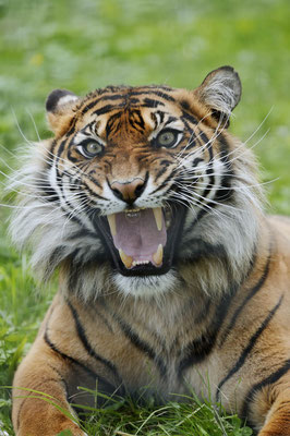 Sumatra-Tiger (Panthera tigris sumatrae) / ch145890