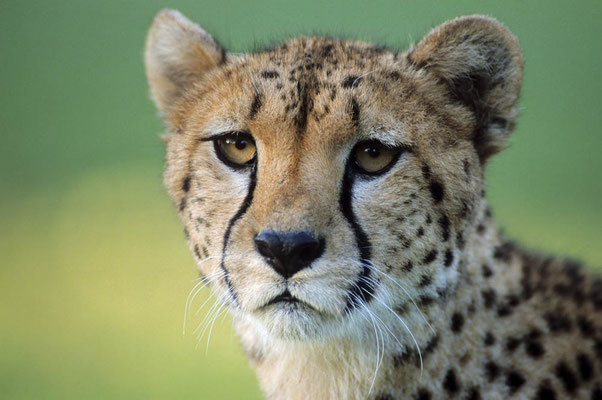 Gepard (Acinonyx jubatus) / chs06715