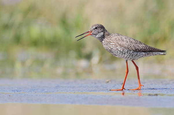 Rotschenkel (Tringa totanus) / ch182608