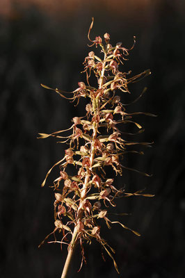 Bocks-Riemenzunge (Himantoglossum hircinum) / ch017378