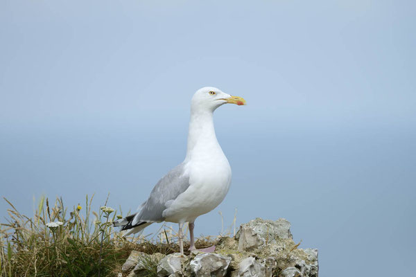 Silbermöwe (Larus argentatus) / ch146423