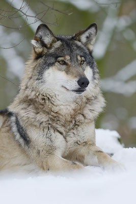Europäischer Wolf (Canis lupus lupus) / ch134772