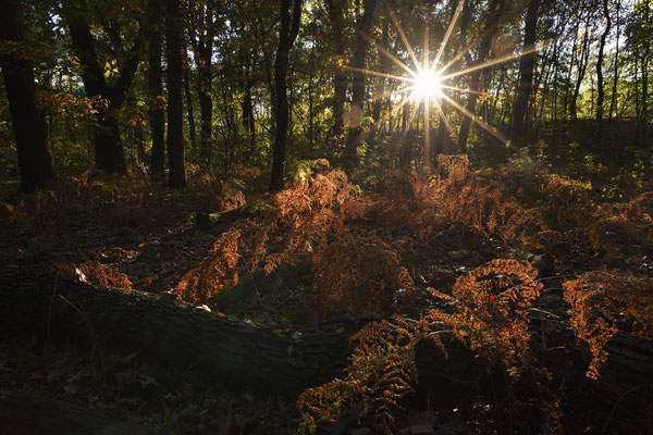 Laubwald bei Sonnenaufgang im Herbst, Nordrhein-Westfalen / ch185283