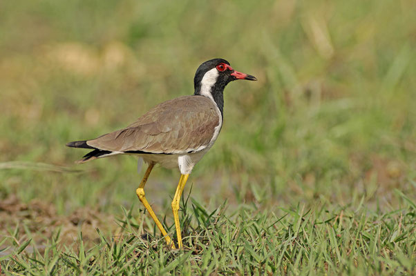 Rotlappenkiebitz (Vanellus indicus) / ch028989