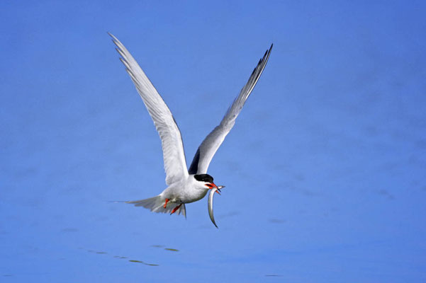 Flussseeschwalbe (Sterna hirundo) / chs04622