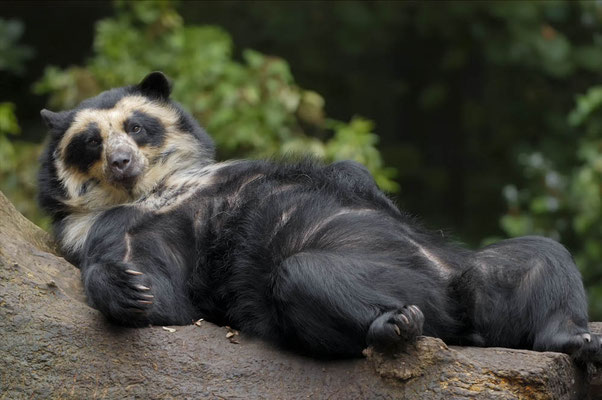 Brillenbär oder Andenbär (Tremarctos ornatus) / ch000499