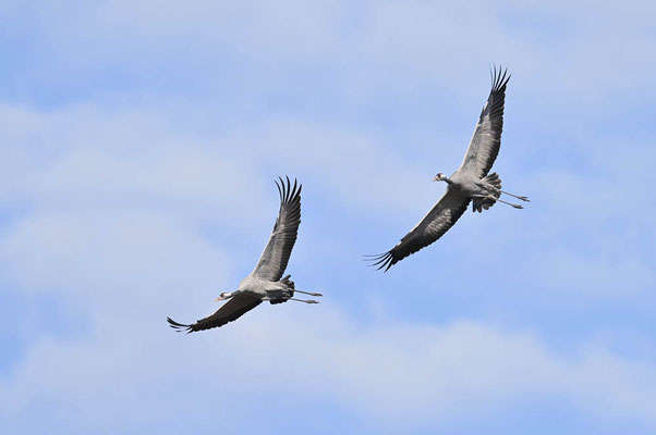 Kraniche (Grus grus) / ch201106