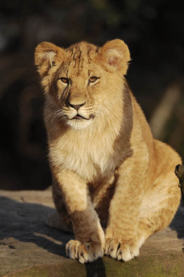 Löwe (Panthera leo) / ch031020