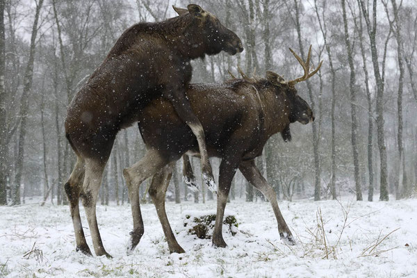 Europäischer Elch (Alces alces alces) / ch135421