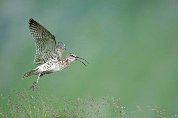 Regenbrachvogel (Numenius phaeopus) / chs03679