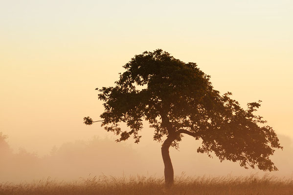 Obstbaum im Nebel bei Sonnenaufgang / ch192133