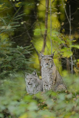 Eurasischer Luchs (Lynx lynx) / ch141393