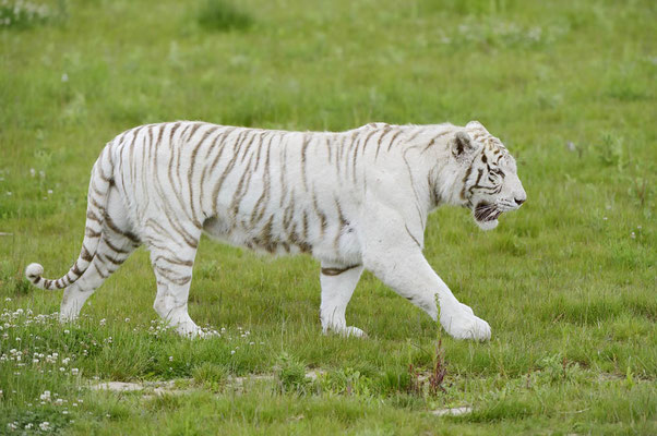 Weißer Tiger (Panther tigris) / ch145850