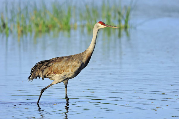 Kanadakranich oder Floridakranich (Grus canadensis pratensis) / ch024371