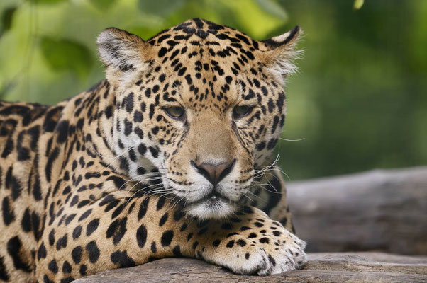Jaguar (Panthera onca) / ch145391