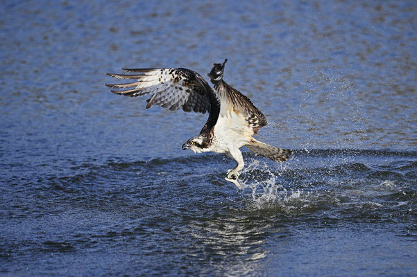 Fischadler (Pandion haliaetus) startet nach der Jagd mit erbeutetem Fisch aus dem Wasser eines Sees / ch201664