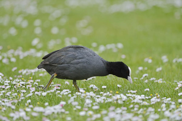 Blässhuhn (Fulica atra) / ch144153