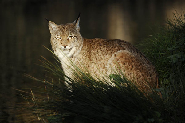 Eurasischer Luchs (Lynx lynx) / ch120439
