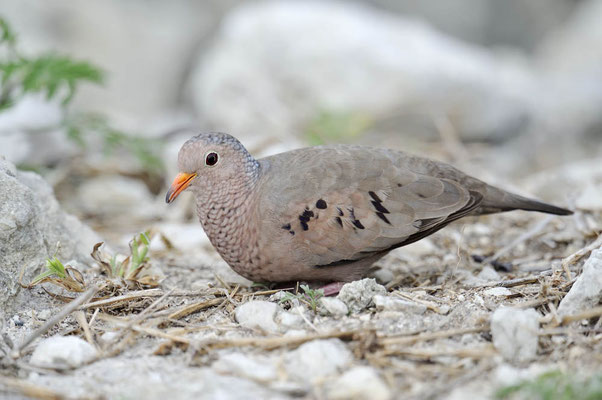 Sperlingstäubchen (Columbina passerina) / ch064991