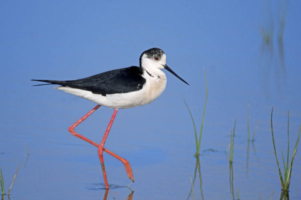 Stelzenläufer (Himantopus himantopus) / chs03668