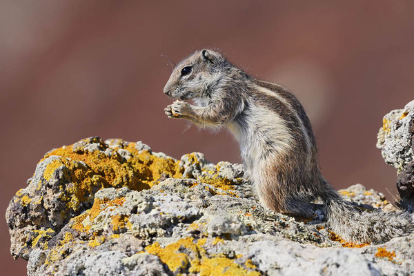 Atlashörnchen oder Nordafrikanisches Borstenhörnchen (Atlantoxerus getulus) / ch194615