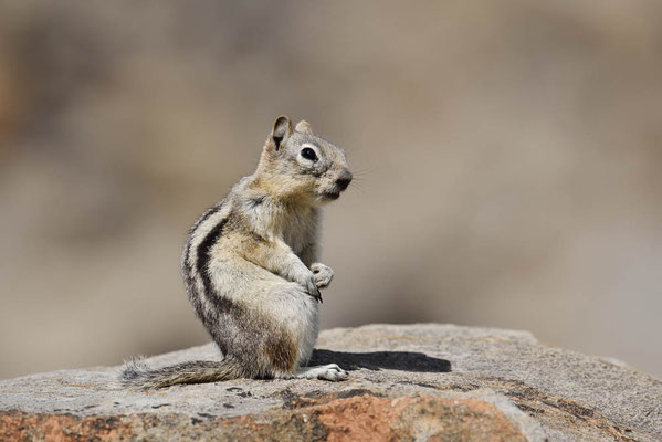 Goldmantel-Ziesel (Callospermophilus lateralis, Spermophilus lateralis) / ch160519