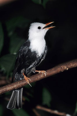 Weißkopf-Schwarzbülbül (Hypsipetes leucocephalus) / chs04257