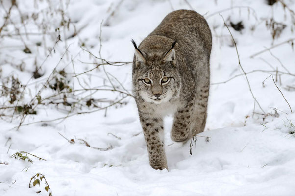 Eurasischer Luchs (Lynx lynx) / ch152875a
