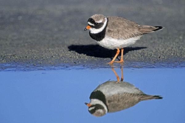 Sandregenpfeifer (Charadrius hiaticula) / chs03757