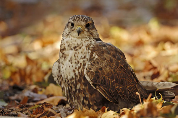 Sakerfalke oder Würgfalke (Falco cherrug) / ch045592