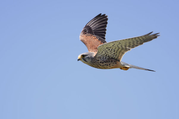 Turmfalke (Falco tinnunculus) / ch180618