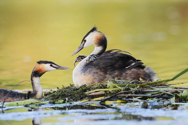 Haubentaucher (Podiceps cristatus) / ch196508