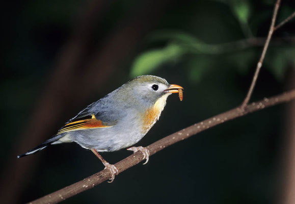 Sonnenvogel (Leiothrix lutea) / chs04251