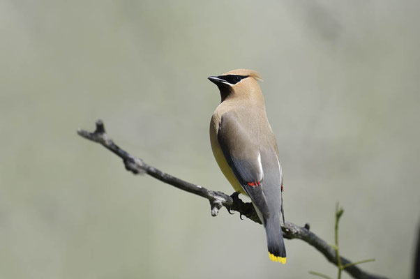 Seidenschwanz (Bombycilla garrulus) / ch159496