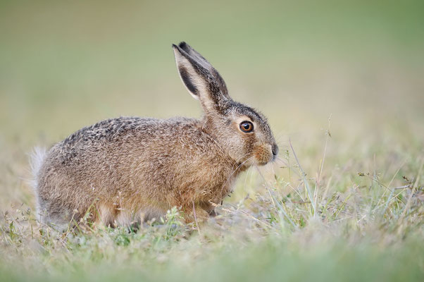 Feldhase (Lepus europaeus) / ch189700