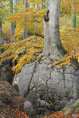 Rotbuche (Fagus sylvatica) im Herbst, Nordrhein-Westfalen / ch196837