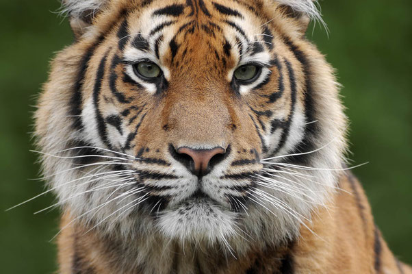 Sumatra-Tiger (Panthera tigris sumatrae) / ch005767