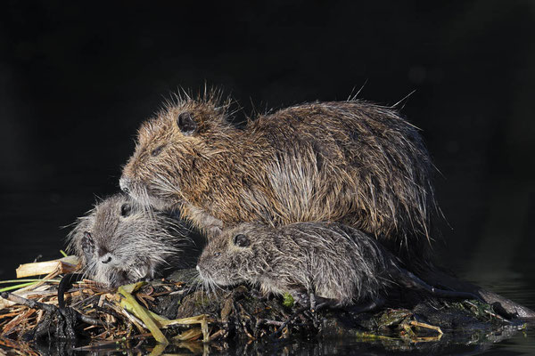 Nutria (Myocastor coypus) / ch174897